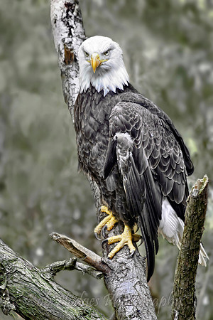 IMG_0248_Bald_Eagle proc 2