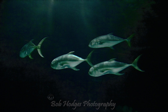 IMG_0736_Fish_Aquarium