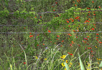 IMG_4183_Barbed_Wire_And_Flowers,_TX