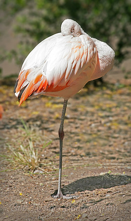 _MG_0110_Flamingo