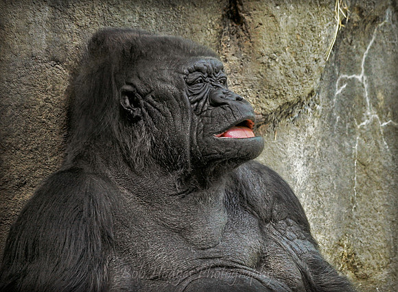 _MG_0057_Gorilla_My-Dreams