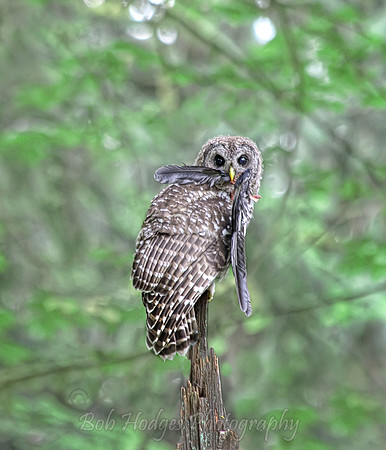 IMG_5167_Owl_Devouring_a_Crow