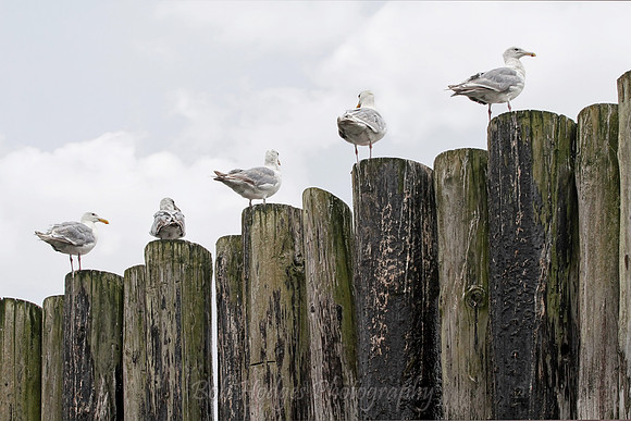 IMG_5488_Seagulls_on_Bainbridge_Piling