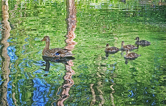 IMG_5956 duck proc4 softer rs