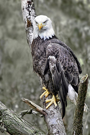 IMG_0248_Bald_Eagle