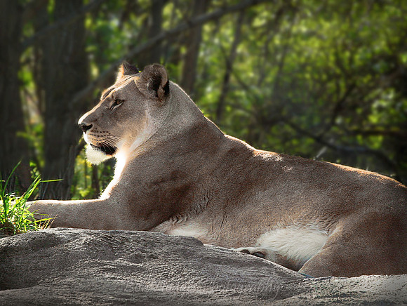 _MG_0412_Lioness