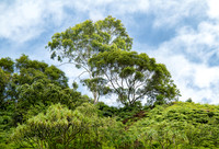 _MG_5205 proc3.
