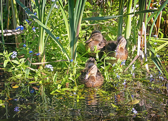 IMG_5964_Ducklings_in_Reeds2
