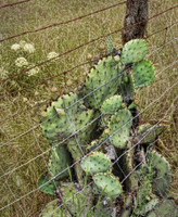 Central Texas