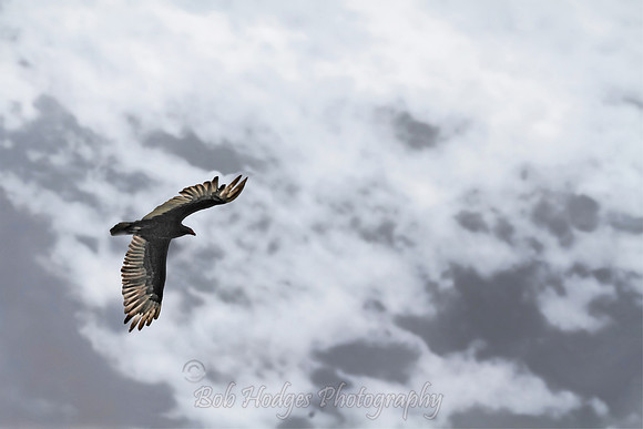 IMG_4250_Hawk,_Brownwood_TX