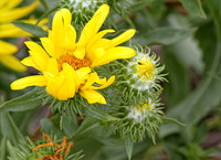 IMG_5566_TX_Wild_Flower