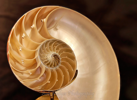 nautilus proc3