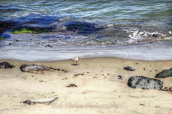 _MG_8727__Sand_Piper_San_Francisco_Beach