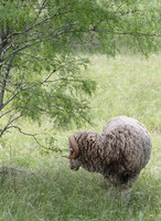 IMG_4264_Ram,_TX_Field