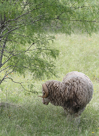 IMG_4264_Ram,_TX_Field