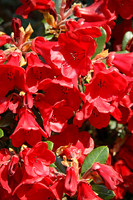IMG_0516_Bright_Red_Flowers_Pink_and_Yellow_Flowers_Arboritum.jpg