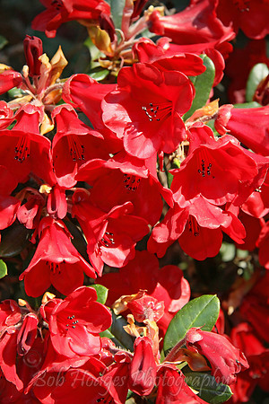 IMG_0516_Bright_Red_Flowers_Pink_and_Yellow_Flowers_Arboritum.jpg