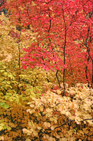 IMG_4492_Fall_Foliage_Arboritum