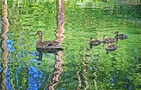 IMG_5956_Wetland_Ducks2