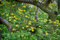 IMG_0480_Flowers_Mixed in_Trees 2
