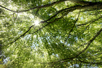 IMG_0504_Backlit_Branches_Arboritum2 rys