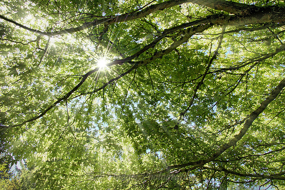 IMG_0504_Backlit_Branches_Arboritum2 rys