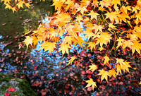 IMG_4555 Proc2 Autumn_Leaves_and_Water