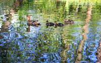 IMG_5948_Wetland_Ducks_