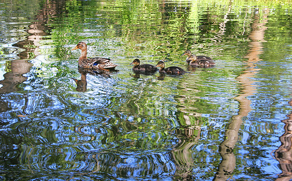 IMG_5948_Wetland_Ducks_
