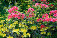Arboretum