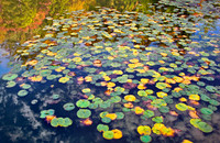 IMG_4563_Lily_Pads proc2