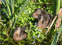 IMG_5969_Ducklings_in_Reeds