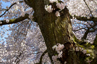 4583_UW_Cherry_Blossoms_3 canvas
