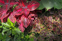 IMG_0057__Coleus proc2