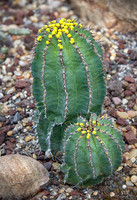 cactus proc
