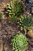 IMG_0139_Succulent_3