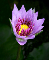 4446_UW_Botany_10
