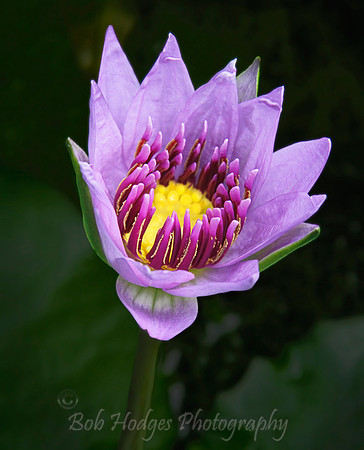 4446_UW_Botany_10