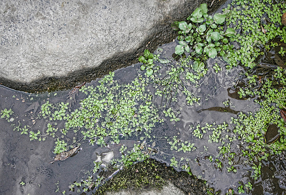 IMG_4550_Plantlife_in_Creek