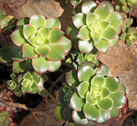 IMG_0137_Succulent_2