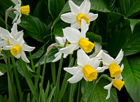flwrs wh-yell proc3
