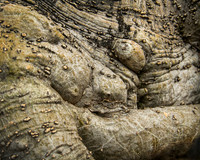_MG_4528-2