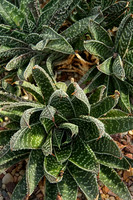 IMG_0075_Succulent_1