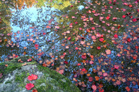 IMG_4553_Floating_Leaves