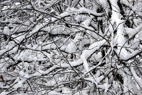 _MG_7699_Snowy_Branches sharper
