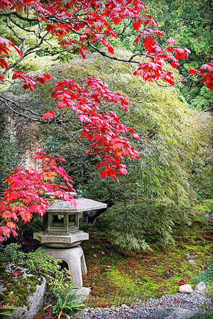 _MG_3351_Japanese_Gardens proc2