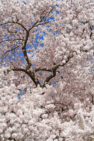 _MG_4559_UW_Cherry_Blossoms_1 canvas rys