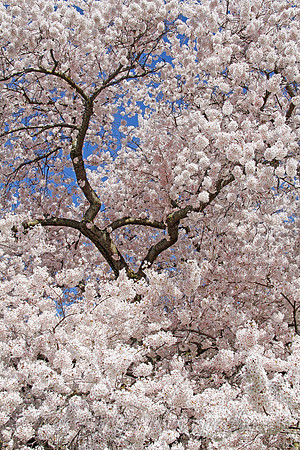 _MG_4559_UW_Cherry_Blossoms_1 canvas rys