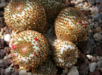 Cacti, Flowers, Plants