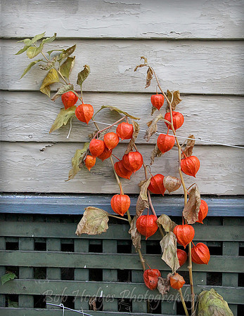 Colorful_Plant_Against_House
